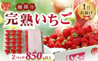 【先行予約／2027年1月発送】いちご 紅ほっぺ 2パック 850g 以上 発送月 朝採り 朝採れ 完熟いちご フルーツ 果物 新鮮 完熟 旬 イチゴ ストロベリー 土耕栽培 季節限定 静岡県産 なごみ果園 伊豆 下田 贈答 ギフト 産地直送