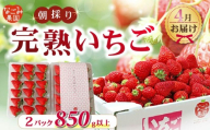 【先行予約／2027年4月発送】いちご 紅ほっぺ 2パック 850g 以上 発送月 朝採り 朝採れ 完熟いちご フルーツ 果物 新鮮 完熟 旬 イチゴ ストロベリー 土耕栽培 季節限定 静岡県産 なごみ果園 伊豆 下田 贈答 ギフト 産地直送