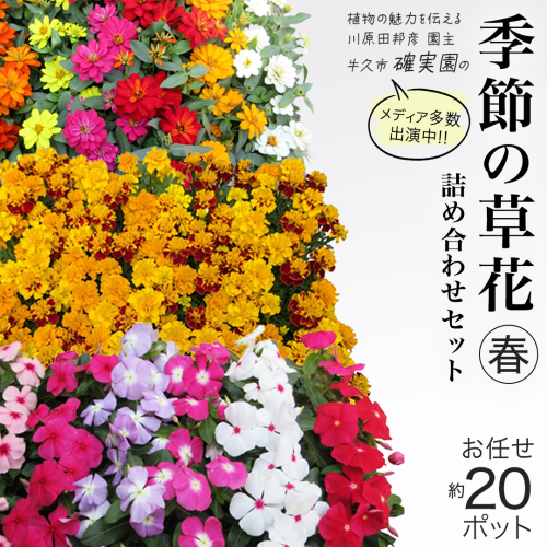 メディア出演多数のプロが厳選！季節の草花 【 春 】 詰め合わせセット（約20ポット） 花 花苗 ガーデニング 寄せ植え 花壇 プランター 確実園 確実園園芸場 川原田邦彦 ペチュニア マリーゴールド ガザニア 白妙菊 シロタエギク キンギョソウ ヒメキンギョソウ アルメリア アソート おまかせ [BG043us] 2760562 - 茨城県牛久市
