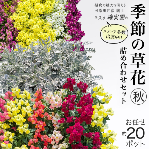 メディア出演多数のプロが厳選！季節の草花 【 秋 】 詰め合わせセット（約20ポット） 花 花苗 ガーデニング 寄せ植え 花壇 プランター 確実園 確実園園芸場 川原田邦彦 パンジー ビオラ 白妙菊 シロタエギク キンギョソウ ヒメキンギョソウ アソート おまかせ [BG044us] 2760563 - 茨城県牛久市