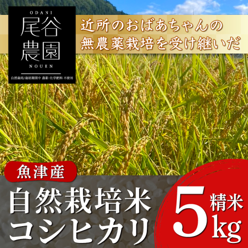 【早期予約】【6ヶ月定期便】【令和8年度産米】尾谷農園 自然栽培米コシヒカリ 精米5kg ※2026年10月～発送 2760599 - 富山県魚津市