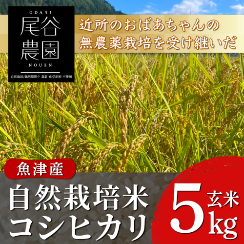 【早期予約】【6ヶ月定期便】【令和8年度産米】尾谷農園 自然栽培米コシヒカリ 玄米5kg ※2026年10月～発送 2762539 - 富山県魚津市