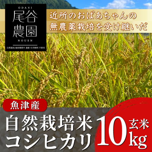 【早期予約】【3ヶ月定期便】【令和8年度産米】尾谷農園 自然栽培米コシヒカリ 玄米10kg ※2026年10月～発送 2763537 - 富山県魚津市
