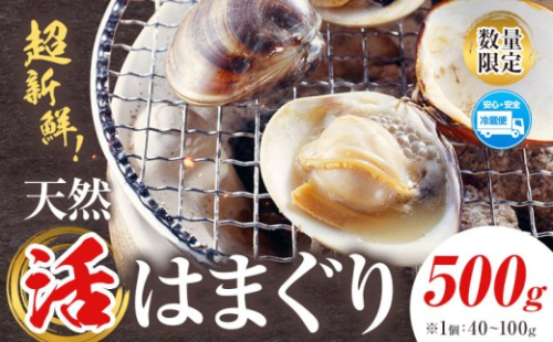 数量限定 天然 活 はまぐり 500g 1個:40g～100g 寺田水産 《30日以内に出荷予定(土日祝除く)》千葉県 勝浦市 海産 貝 はまぐり【配送不可地域あり】(北海道・東北・中国・四国・九州・沖縄・離島) 2763780 - 千葉県勝浦市