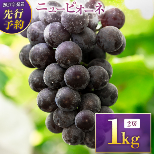 ＜2027年発送＞先行予約 ニューピオーネ1kg（2房入り）人気 ブドウ フルーツ 果物【B683-27】 2764819 - 宮崎県新富町