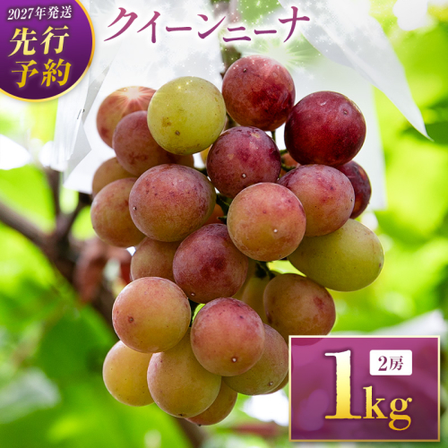 ＜2027年発送＞先行予約 クイーンニーナ1kg（2房入り）人気 ブドウ フルーツ 果物【B684-27】 2764820 - 宮崎県新富町