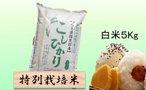 特別栽培米 【 令和8年産 】 白米 5kg 【 コシヒカリ 】 2766704 - 岐阜県池田町