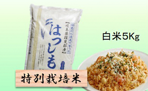 特別栽培米 【 令和8年産 】 白米 5kg 【 ハツシモ 】 2766706 - 岐阜県池田町