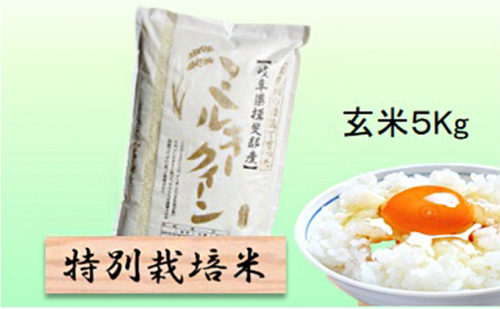 特別栽培米 【 令和8年産 】 玄米 5kg 【 ミルキークイーン 】 2766707 - 岐阜県池田町