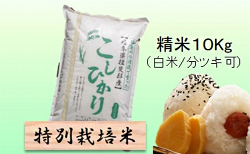 特別栽培米 【 令和8年産 】 精米 10kg（白米/5分/7分ツキ可）【 コシヒカリ 】玄米は別に出品 2766712 - 岐阜県池田町