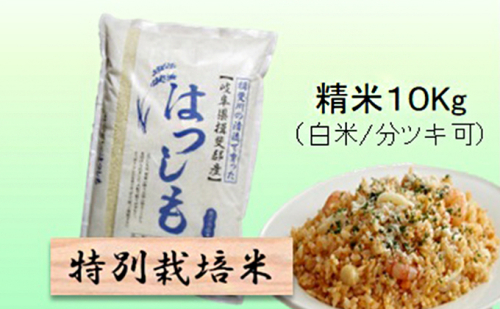特別栽培米 【 令和8年産 】 精米 10kg（白米/5分/7分ツキ可）【 ハツシモ 】玄米は別に出品 2766714 - 岐阜県池田町