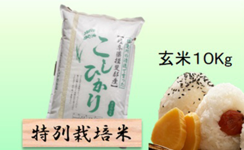 特別栽培米 【 令和8年産 】 玄米 10kg 【 コシヒカリ 】 2766716 - 岐阜県池田町