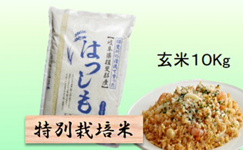 特別栽培米 【 令和8年産 】 玄米 10kg 【 ハツシモ 】 2766718 - 岐阜県池田町