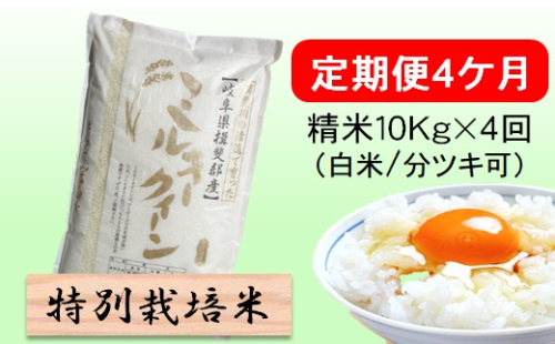 定期便 4カ月【 令和8年産 】毎月  精米 10kg（ 白米 /7分/ 5分 ツキ可）【 ミルキークイーン 】玄米は別に出品 2766735 - 岐阜県池田町