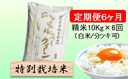 定期便 6カ月【 令和8年産 】毎月  精米 10kg（ 白米 /7分/ 5分 ツキ可）【 ミルキークイーン 】玄米は別に出品 2766743 - 岐阜県池田町