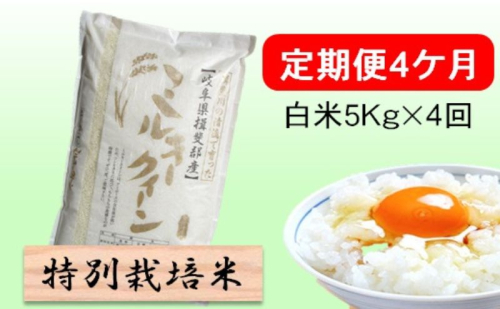 定期便 4カ月【 令和8年産 】毎月  白米 5kg【 ミルキークイーン 】 2766751 - 岐阜県池田町