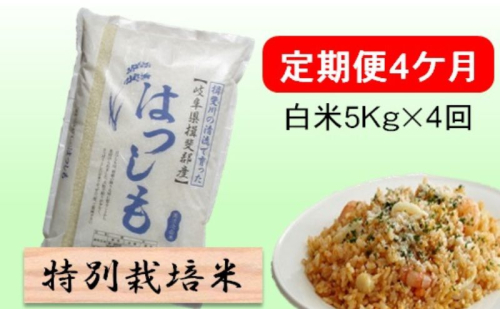定期便 4カ月【 令和8年産 】毎月  白米 5kg【 ハツシモ 】 2766754 - 岐阜県池田町