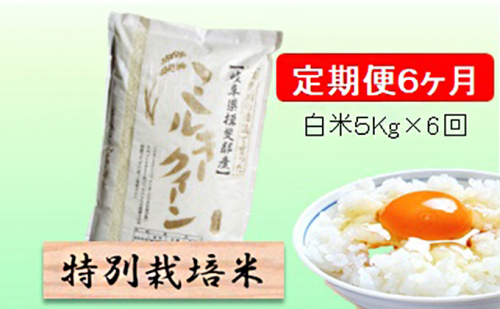 定期便 6カ月【 令和8年産 】毎月  白米 5kg【 ミルキークイーン 】 2766755 - 岐阜県池田町