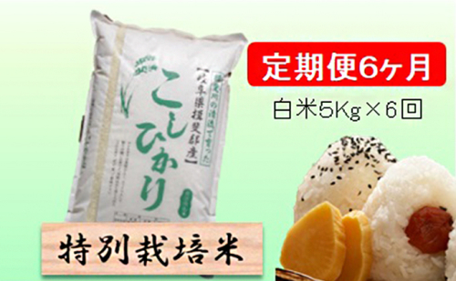 定期便 6カ月【 令和8年産 】毎月  白米 5kg【 コシヒカリ 】 2766756 - 岐阜県池田町