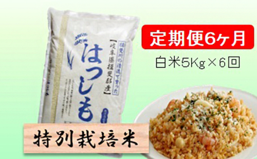 定期便 6カ月【 令和8年産 】毎月  白米 5kg【 ハツシモ 】 2766758 - 岐阜県池田町