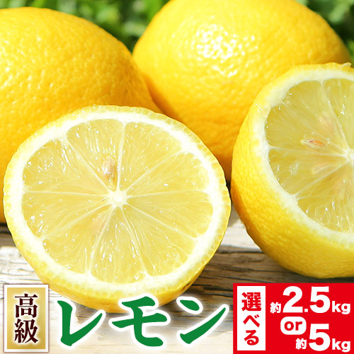 【先行予約】レモン 高級国産レモン 選べる 約2.5kg 約5kg 主井農園《2月上旬-5月上旬頃出荷》 和歌山県 日高町 れもん レモン 檸檬 lemon 柑橘 国産レモン 高級 料理 レモンサワー 送料無料 2766791 - 和歌山県日高町