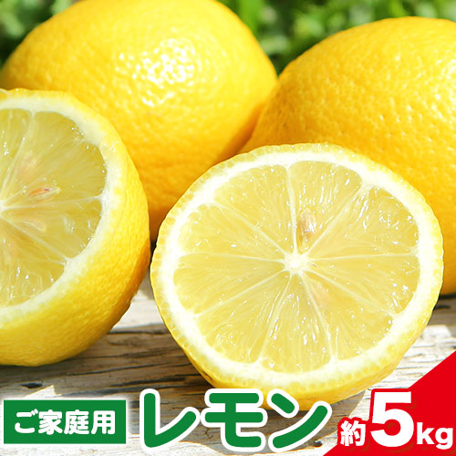 【先行予約】レモン ご家庭用国産レモン 約5kg 主井農園《2月上旬-５月上旬頃出荷》 和歌山県 日高町 れもん レモン 檸檬 lemon 柑橘 国産レモン 料理 レモンサワー 送料無料 2766795 - 和歌山県日高町