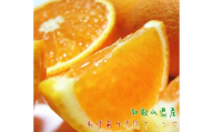 有田育ちの 完熟 清見 オレンジ（ご家庭用）約3kg［先行予約］［MS32］
