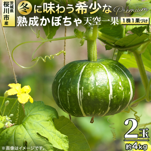 ≪ 2026年 収穫分 ≫ 桜川市産 高級かぼちゃ 天空一果 2玉 先行予約 藤田益弘 国産 希少 高級 かぼちゃ カボチャ 南瓜 野菜 旬 冬 ギフト 贈答 茨城県 桜川市 [CQ009sa] 2767621 - 茨城県桜川市