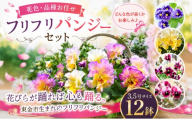フリフリパンジー 花色 品種 お任せ 3.5号 ✕ 12鉢 花 パンジー フリル ガーデニング 園芸 家庭園芸 花育て ベランダ 庭 花壇 寄植え プランター栽培 ピンク 赤 むらさき 白 黄色 カラー カラフル 鉢植え 玄関 花苗 お花 温室 おしゃれ きれい キレイ ギフト 贈答 プレゼント シーズン 季節 種類 フラワー 山岸 千葉 東金