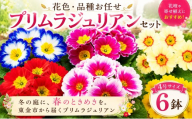 プリムラジュリアン 花色 品種 お任せ 4号 ✕ 6鉢 花 フワラー ピンク 赤 むらさき 白 黄色  園芸 家庭園芸 花育て ベランダ 庭 花壇 寄植え プランター栽培 カラフル 鉢植え 玄関 花苗 お花 温室 おしゃれ ガーデン ガーデニング ギフト 贈答 プレゼント シーズン 季節 種類 山岸 千葉 東金