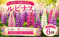 花 ルピナス 花色 品種 お任せ 4号 ✕ 6鉢 フワラー ピンク 赤 むらさき 白 黄色 園芸 家庭園芸 花育て ベランダ 庭 花壇 寄植え プランター栽培 カラー カラフル 鉢植え 玄関 花苗 お花 温室 おしゃれ ガーデン ガーデニング ギフト 贈答 プレゼント シーズン 季節 種類 山岸 千葉 東金