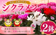 シクラメン 花色 品種 お任せ 4号 ✕ 2鉢 鉢植え 室内 玄関 花苗 お花 温室 鉢 ガーデニング 園芸 家庭園芸 花育て ベランダ 庭 花壇 寄植え プランター栽培 ピンク 赤 むらさき 白 カラー おしゃれ きれい キレイ ギフト 贈答 プレゼント シーズン 四季 季節 冬 種類 フラワー 山岸 千葉 東金