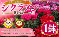 シクラメン 花色 品種 お任せ 5号 ✕ 1鉢 鉢植え 室内 玄関 花苗 お花 温室 鉢 ガーデニング 園芸 家庭園芸 花育て ベランダ 庭 花壇 寄植え プランター栽培 ピンク 赤 むらさき 白 カラー おしゃれ きれい キレイ ギフト 贈答 プレゼント シーズン 四季 季節 冬 種類 フラワー 山岸 千葉 東金