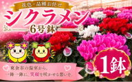 シクラメン 花色 品種 お任せ 6号 ✕ 1鉢 鉢植え 室内 玄関 花苗 お花 温室 鉢 ガーデニング 園芸 家庭園芸 花育て ベランダ 庭 花壇 寄植え プランター栽培 ピンク 赤 むらさき 白 カラー おしゃれ きれい キレイ ギフト 贈答 プレゼント シーズン 四季 季節 冬 種類 フラワー 山岸 千葉 東金