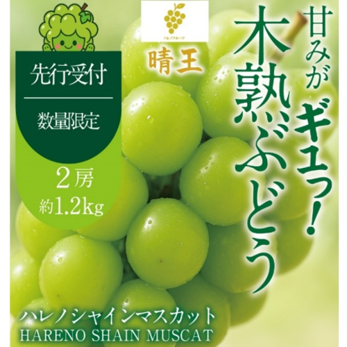 先行予約 晴王 木熟ぶどう ハレノシャイン シャインマスカット晴王 2房 約1.2kg 9月～11月発送 種無し 皮ごと食べる みずみずしい 甘い フレッシュ 糖度保証 厳選品質 冷蔵 瀬戸内 果物大国 ハレノフルーツ 2768861 - 岡山県玉野市