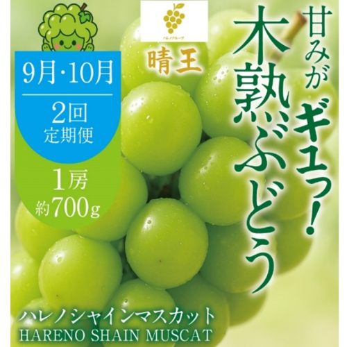 先行予約 2回 定期便 晴王 木熟ぶどう ハレノシャイン シャインマスカット晴王 1房 約700g 9月・10月発送 種無し 皮ごと食べる みずみずしい 甘い フレッシュ 糖度保証 厳選品質 冷蔵 ハレノフルーツ 2768865 - 岡山県玉野市