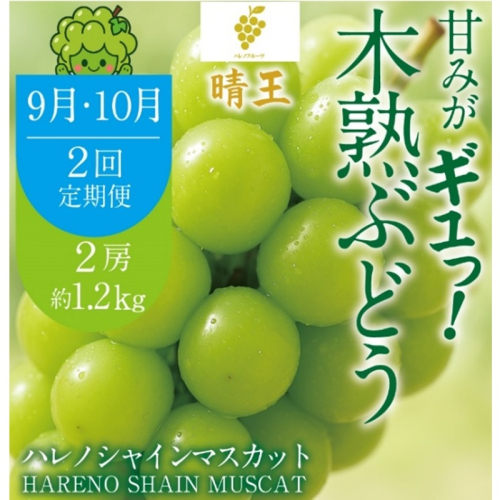先行予約 2回 定期便 晴王 木熟ぶどう ハレノシャイン シャインマスカット晴王 2房 約1.2kg 9月・10月発送 種無し 皮ごと食べる みずみずしい 甘い フレッシュ 糖度保証 厳選品質 冷蔵 ハレノフルーツ 2768867 - 岡山県玉野市