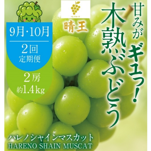 先行予約 2回 定期便 晴王 木熟ぶどう ハレノシャイン シャインマスカット晴王 2房 約1.4kg 9月・10月発送 種無し 皮ごと食べる みずみずしい 甘い フレッシュ 糖度保証 厳選品質 冷蔵 ハレノフルーツ 2768869 - 岡山県玉野市