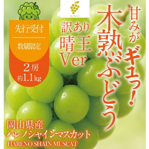 先行予約 訳あり 木熟ぶどう ハレノシャイン シャインマスカット晴王 2房 約1.1kg 9月～10月発送 皮ごと食べる みずみずしい 甘い フレッシュ 晴王 冷蔵 晴れの国 おかやま 果物大国 家庭用 ハレノフルーツ 2768871 - 岡山県玉野市