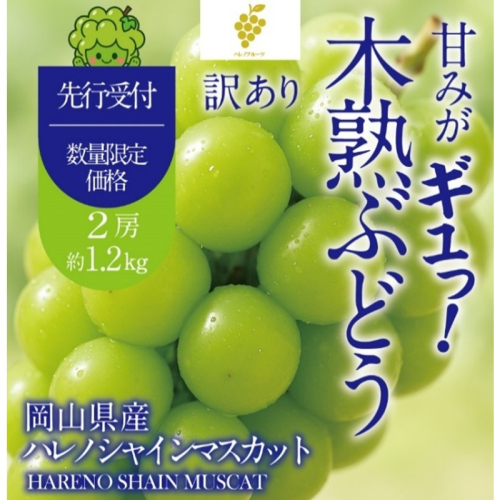 先行予約 訳あり 木熟ぶどう ハレノシャイン シャインマスカット 2房 約1.2kg 10月～11月発送 皮ごと食べる みずみずしい 甘い フレッシュ 冷蔵 晴れの国 おかやま 果物大国 ご家庭用 ハレノフルーツ 2768873 - 岡山県玉野市