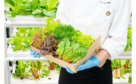 【2回定期便】常備野菜5種詰め合わせ│ドレッシング要らず 一ヶ月日持ち 洗わずそのまま 付け合わせ専用 ミディアムリーフ 5つ星ホテル採用