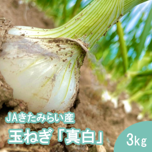 【予約：2027年8月発送】JAきたみらい産 玉ねぎ 真白 3kg ( 玉葱 たまねぎ 野菜 ましろ )【225-0002】 2771322 - 北海道北見市