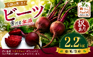 ビーツ 約2.2kg 訳あり 【先行予約】 数量限定 野菜 肉厚 旬 食物繊維 ヘルシー ポリフェノール ベタシアニン 健康 カリウム 赤い色素 赤紫 食べる血液 季節の野菜 サラダ カルパッチョ ボルシチ スムージー スープ ビーツ習慣 国産 産地直送 vegetable beet beets beetroot 色鮮やか 鹿っこfarm ふるさと納税 茨城県 鹿嶋市 【2027年6月発送】