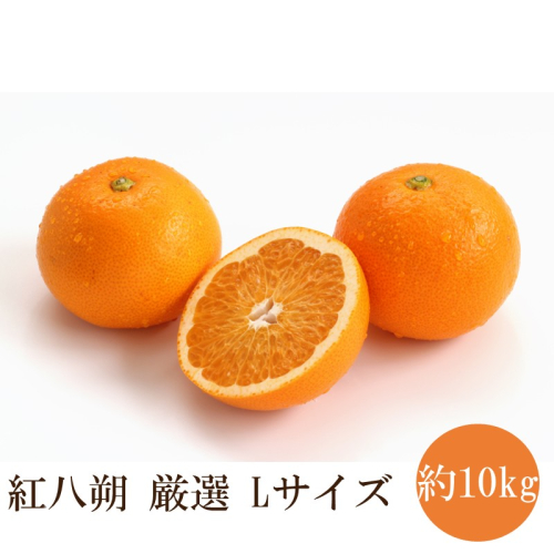 紅八朔厳選(Lサイズ）約10kg 2771556 - 和歌山県御坊市