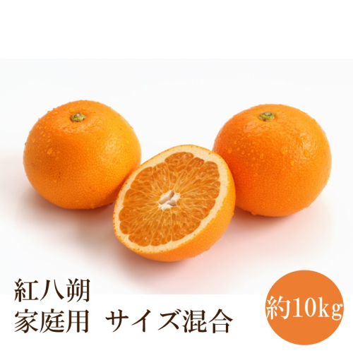 紅八朔 家庭用　サイズ混合 約10kg 2771557 - 和歌山県御坊市