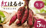 【12月～3月発送】 さつまいも 紅はるか 5kg 土付き 生芋 サイズミックス サツマイモ べにはるか さつま芋 甘藷 いも 芋 イモ 野菜 おやつ 詰め合わせ 大サイズ 小サイズ 旬 産地直送 農家直送 茨城県 鉾田市 ほこた カミナリ 山一ファーム