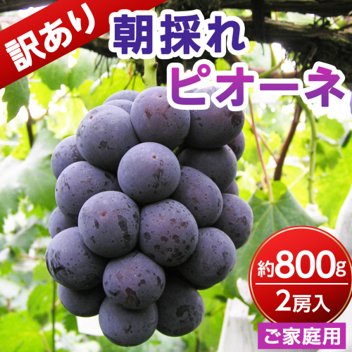 【ご家庭用・訳あり品】ピオーネ　約800g（2房入） 2773029 - 岡山県鏡野町