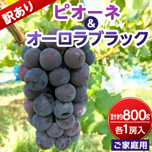 【ご家庭用・訳あり品】オーロラブラック・ピオーネ　約800g（2房入） 2773030 - 岡山県鏡野町