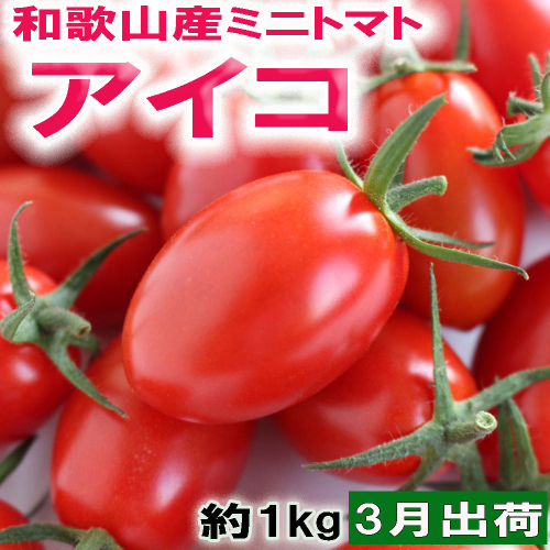 ［2027年3月出荷分］和歌山産ミニトマト「アイコトマト」約1kg（M・Lサイズおまかせ） ［TM265］ 2774487 - 和歌山県上富田町