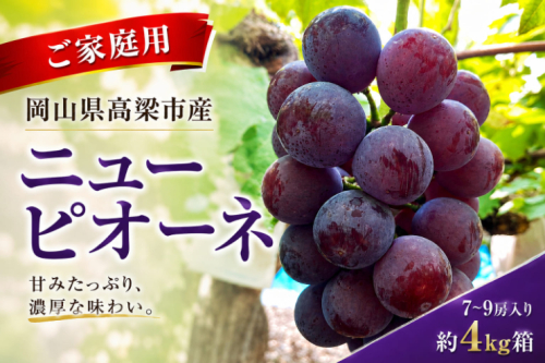 ニューピオーネ7～9房入り 約4kg コンテナ茶箱 ご家庭用 岡山県高梁市産 2776883 - 岡山県高梁市